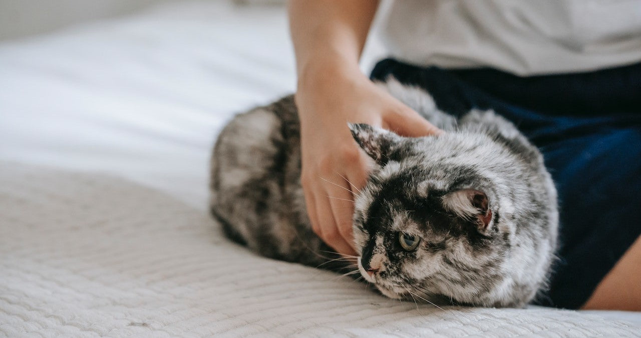 chat ronronne