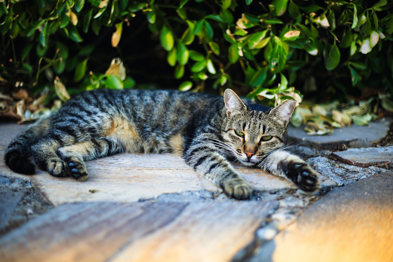 La calicivirose chez le chat