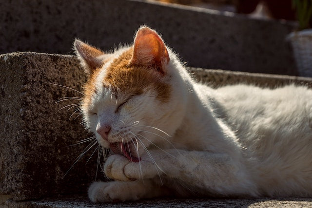 chat qui se lèche