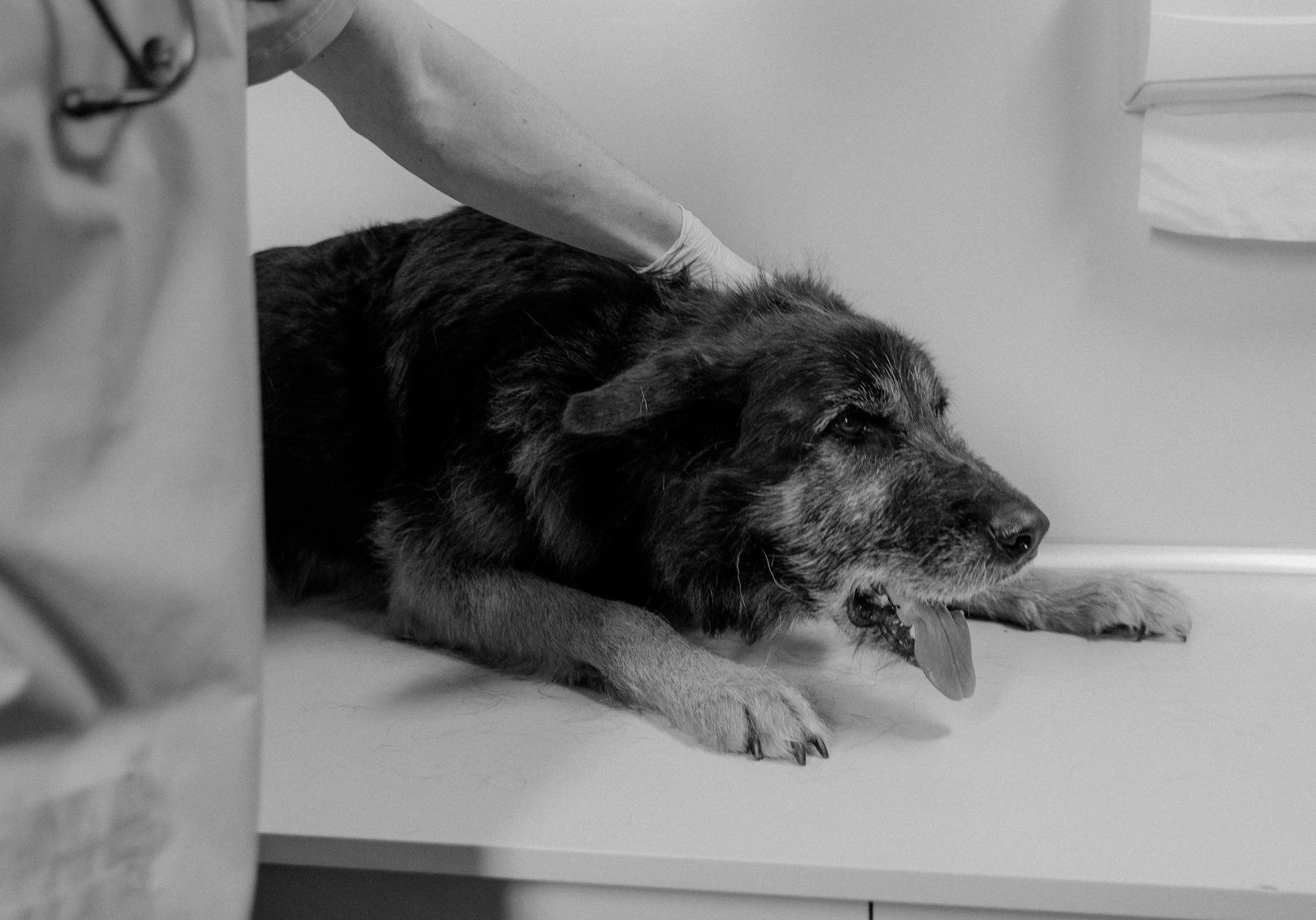 chien malade
