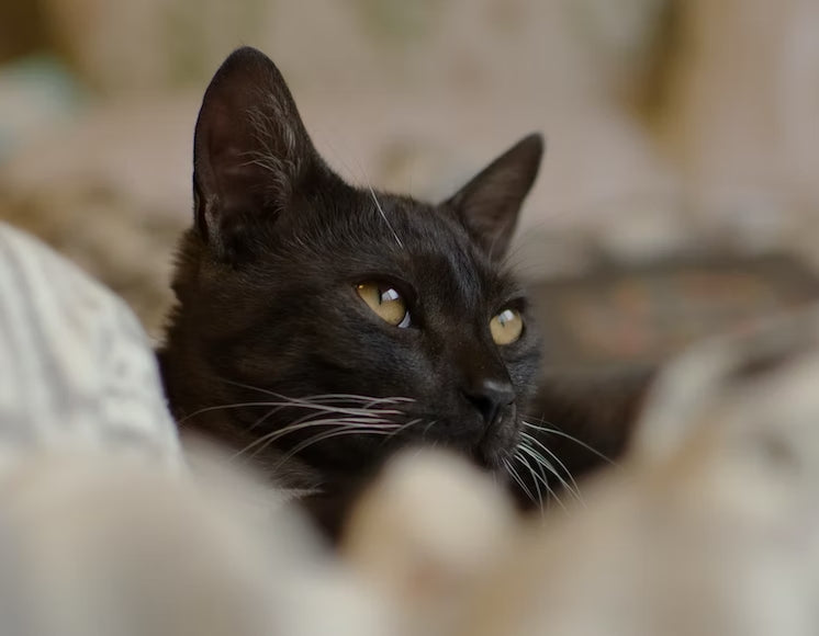 Comment nettoyer les oreilles de son chat ?
