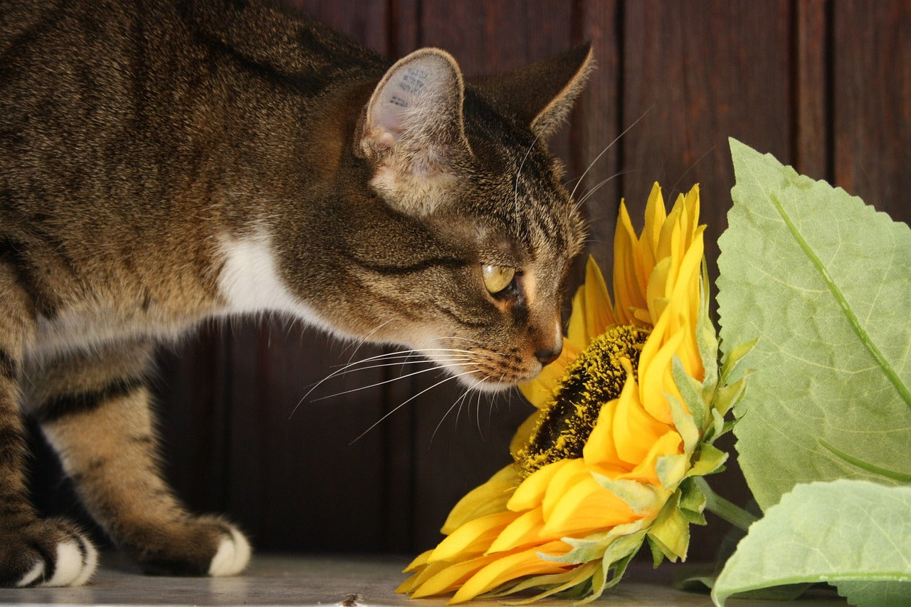 plantes toxiques chat