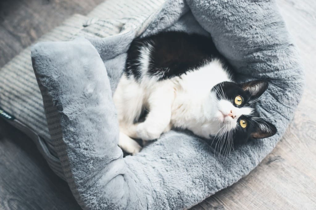 Quel est le poids idéal d'un chat ?