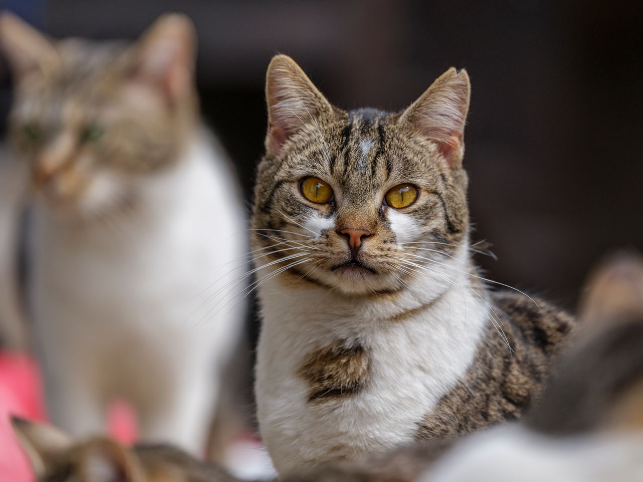 La stérilisation chez la chatte