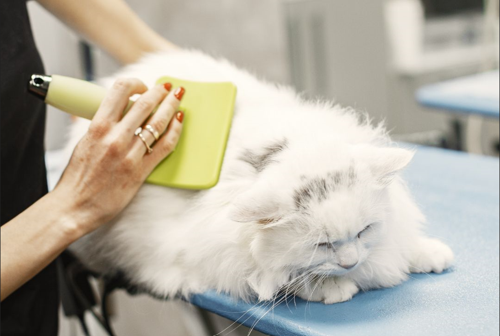 emmener mon chat au toiletteur ?