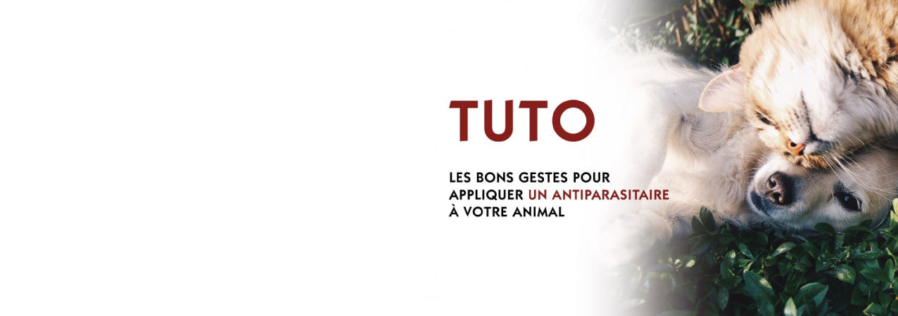 Tuto bons gestes Vetocanis