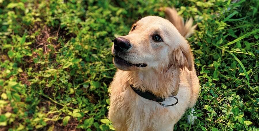 10 plantes toxiques pour les chiens