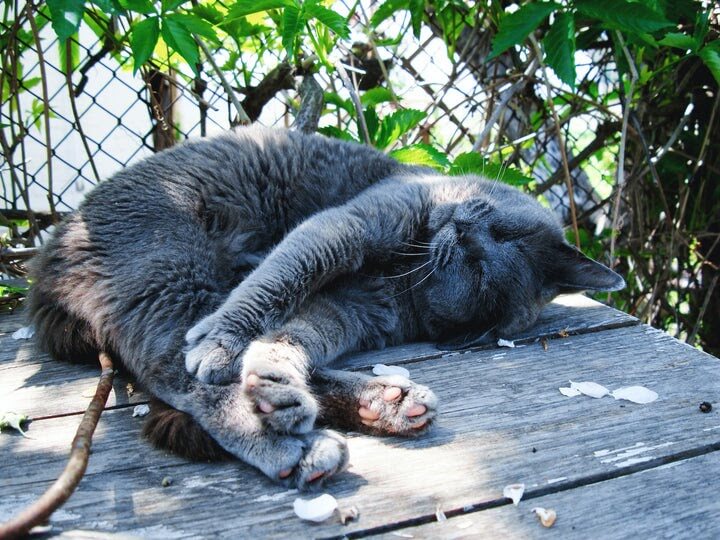 Le sommeil du chat