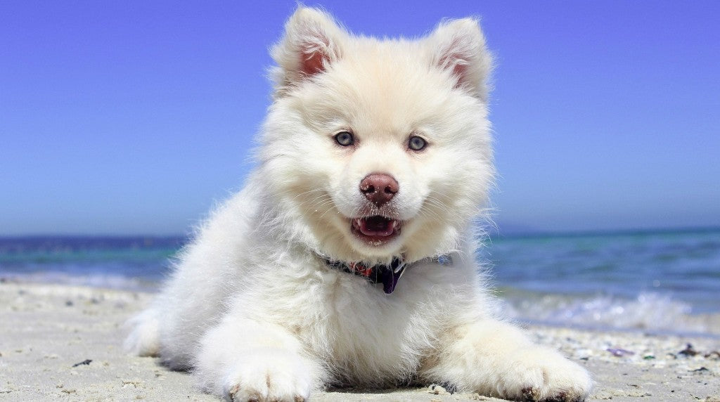 vers chez le chien