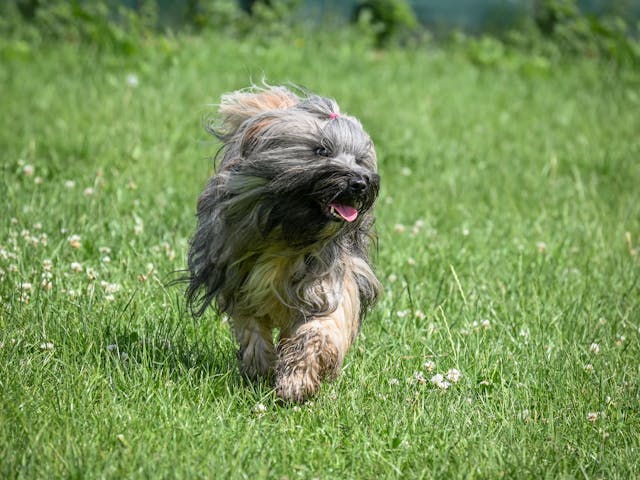 Chien qui vomit : causes et conséquences