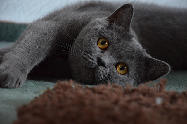 Races de chat affectueux