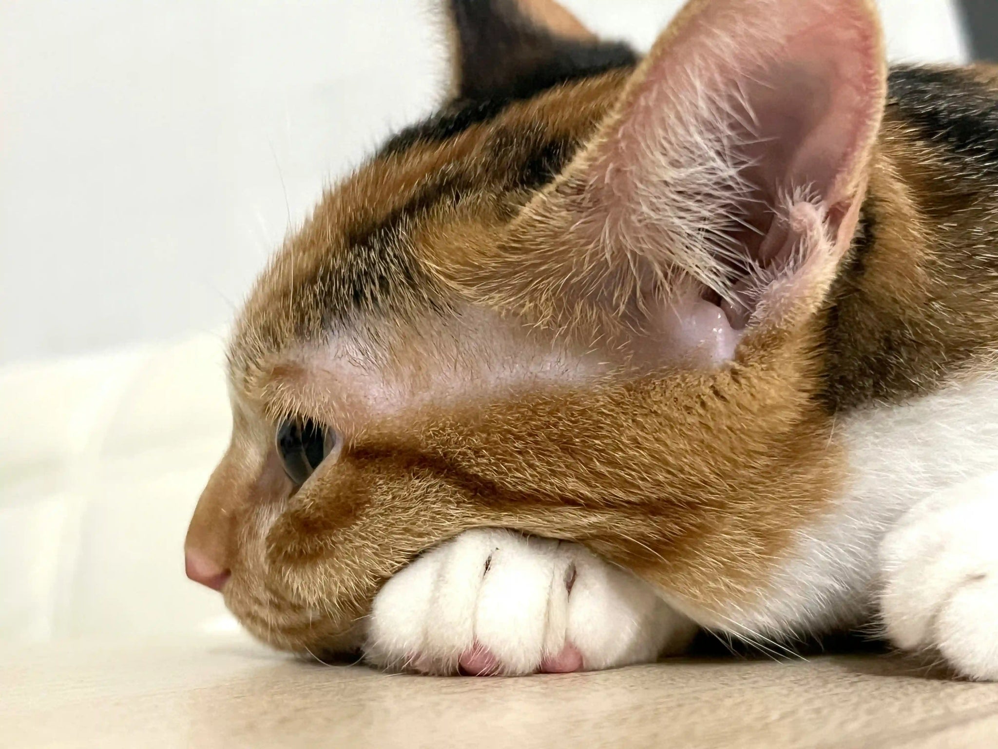 L’eczéma chez le chat : symptômes, causes, traitements