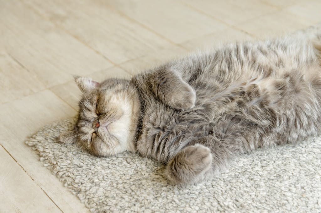 stress du chat