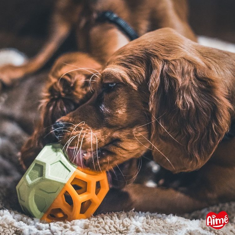 Chien qui joue avec une balle