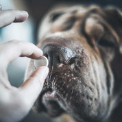 Comprimé contre les vers chien