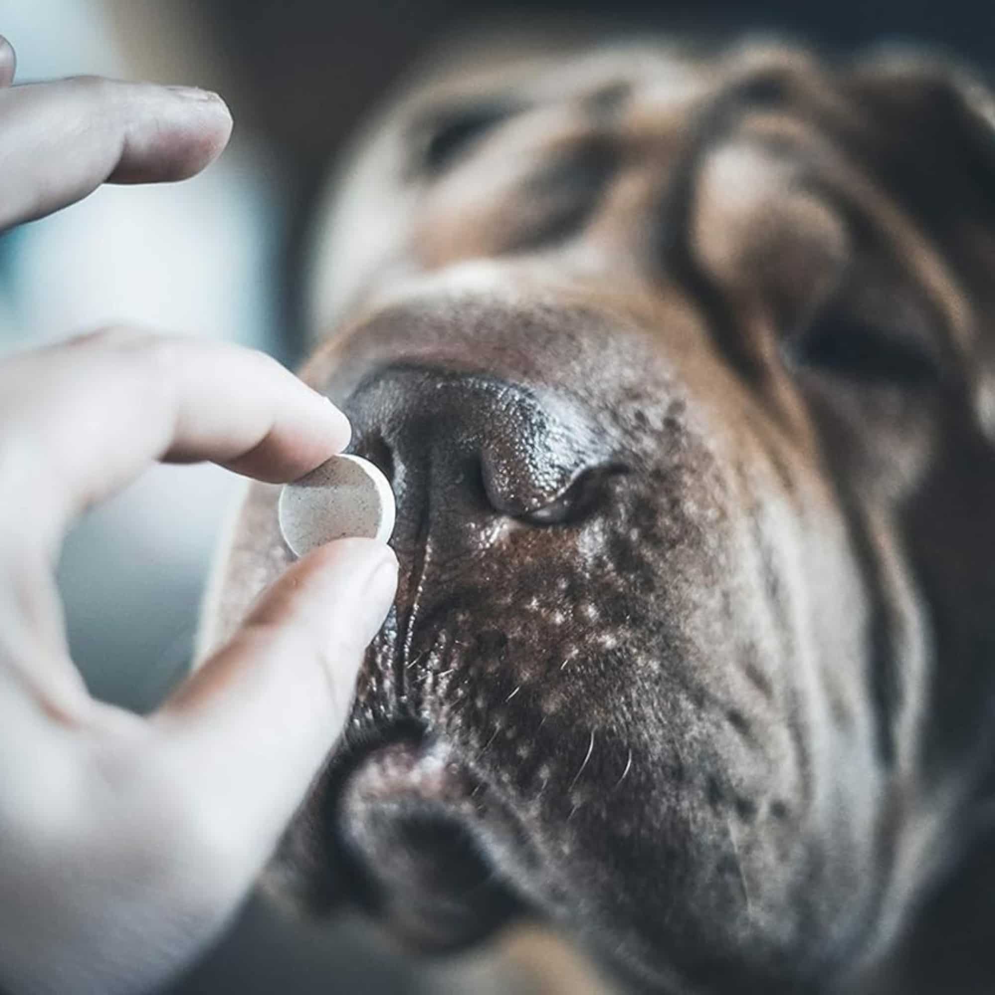 Comprimé contre les vers chien