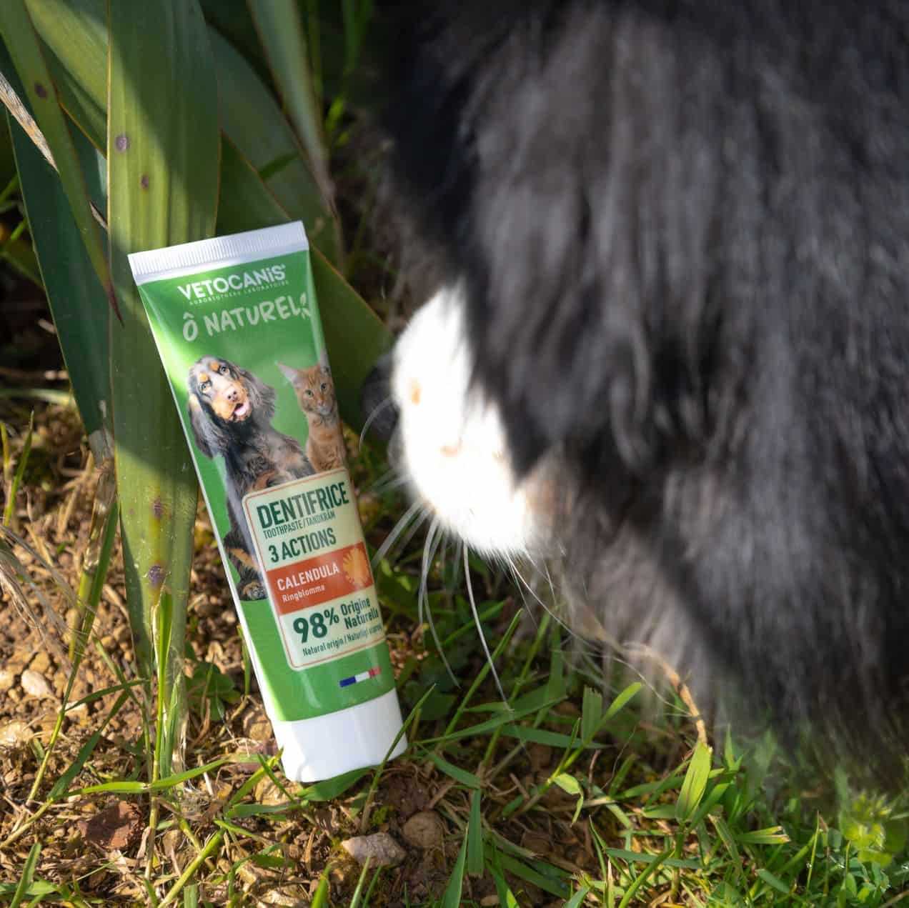 dentifrice au calendula chien chat Vetocanis
