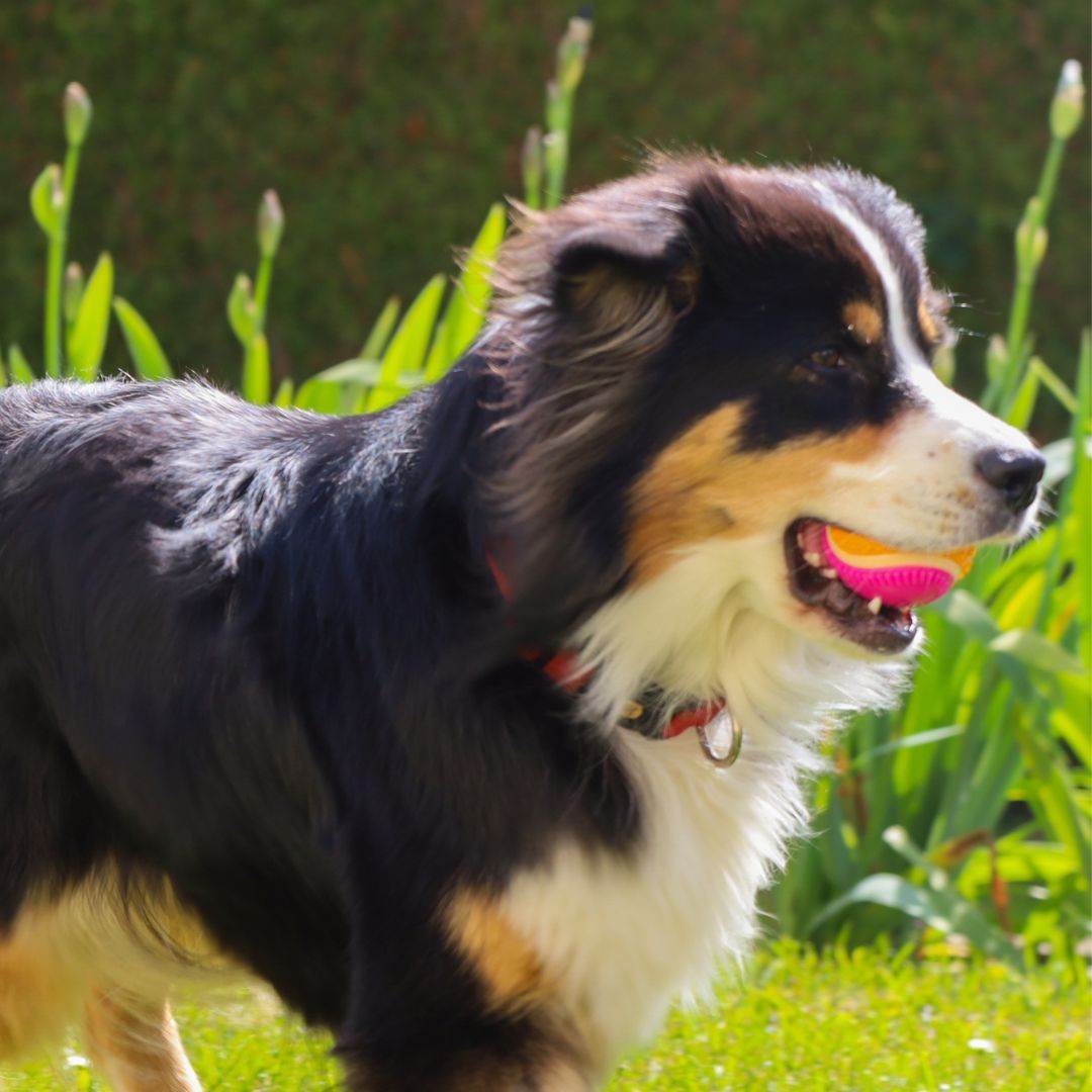 chien avec balle Aimé saveur boeuf