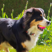 chien avec balle Aimé saveur boeuf