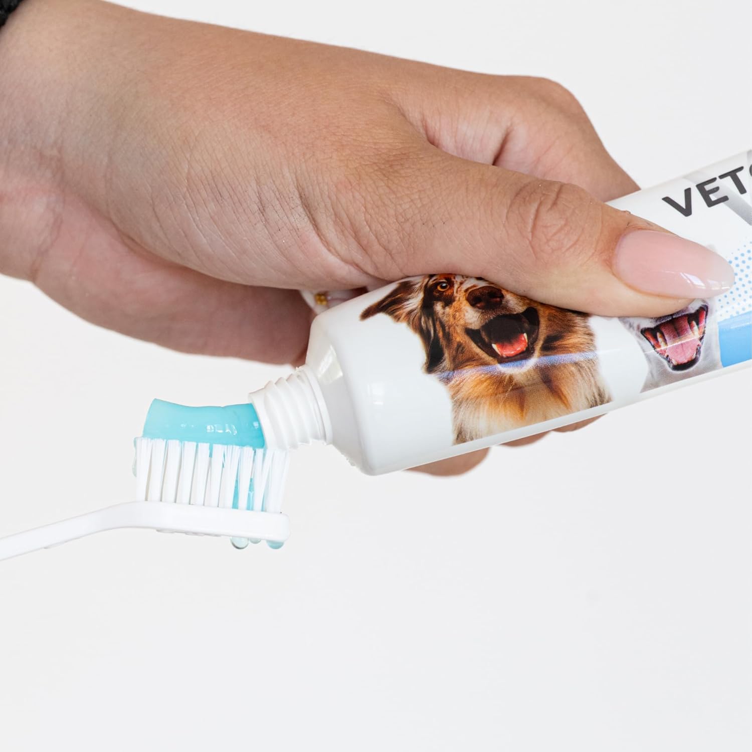 Dentifrice nettoie les dents chien