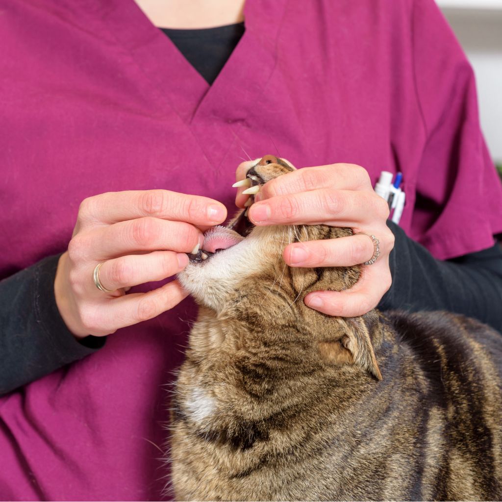 veterinaire donne comprimé chat