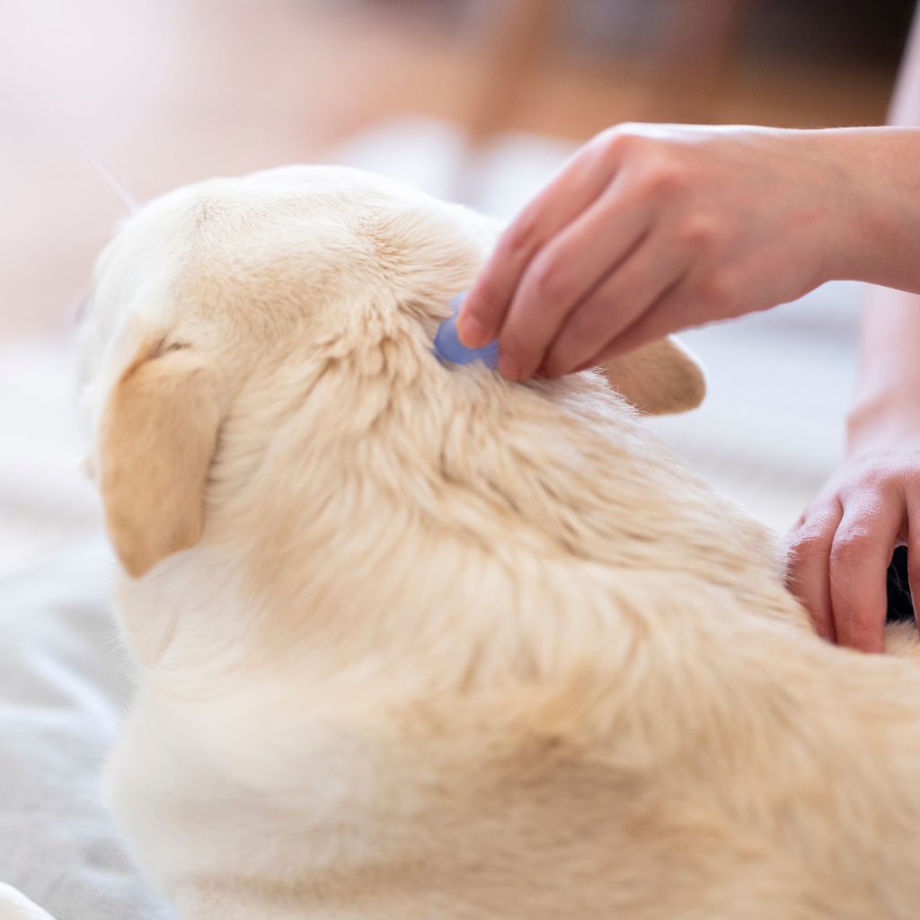 pipette antipuce chien