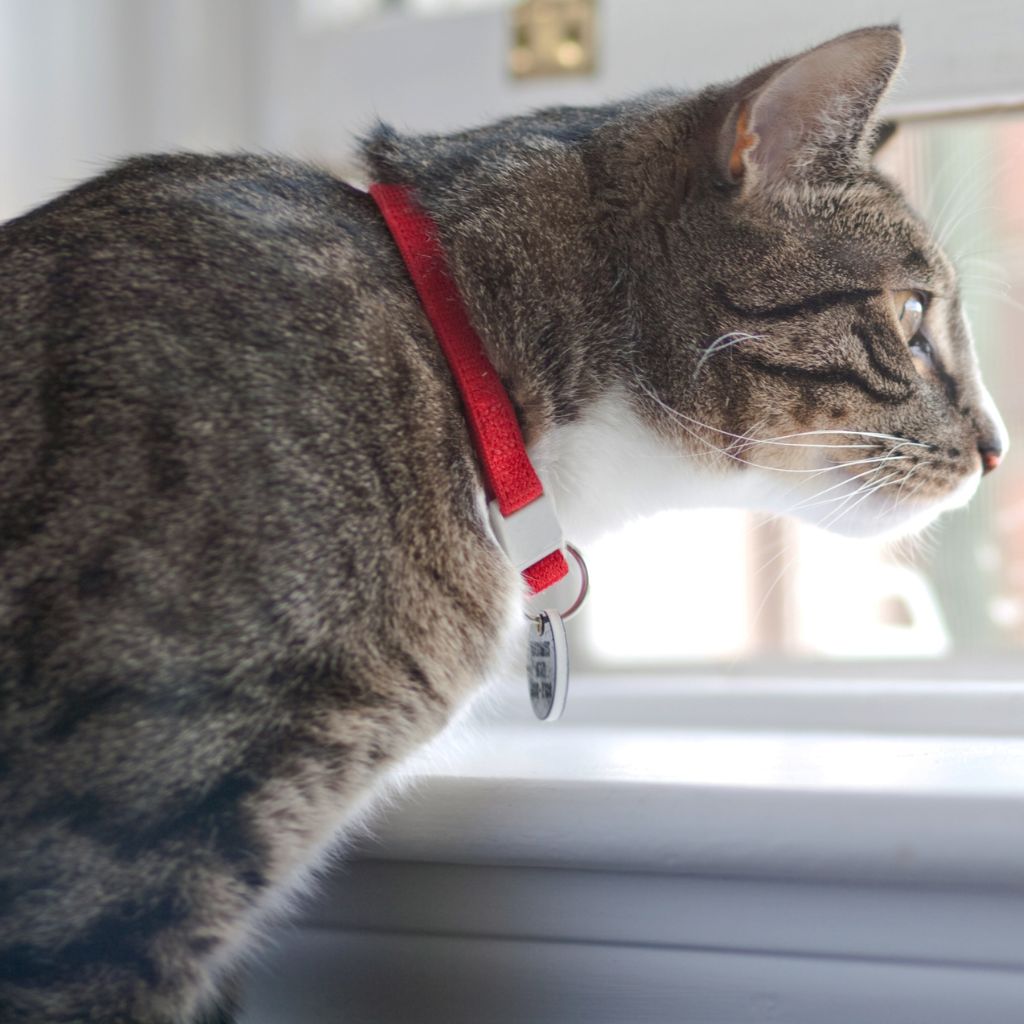 collier antipuce chat