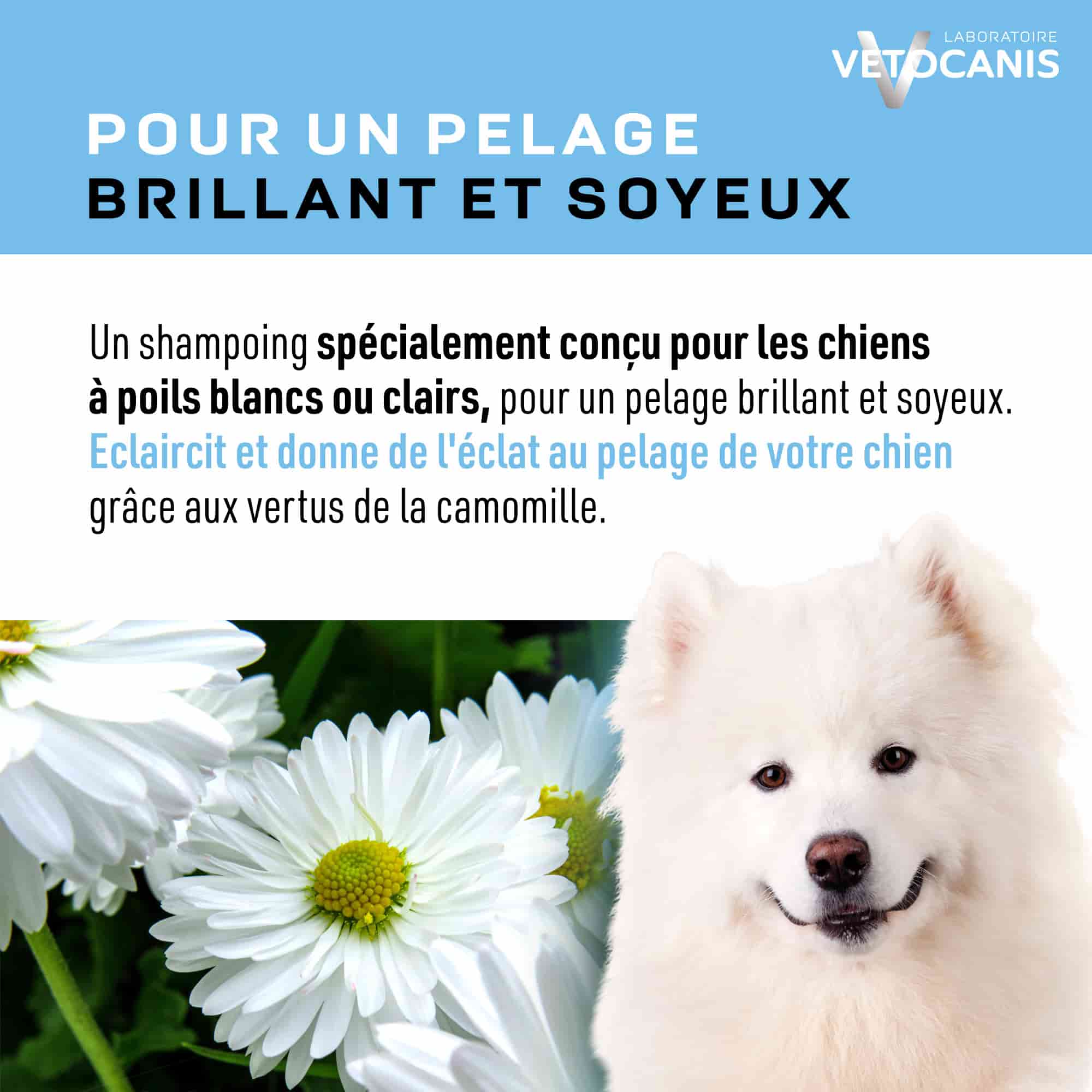 Shampoing chien poils clairs blancs camomille pelage brillant soyeux