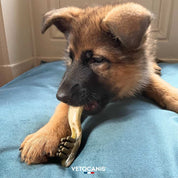 hygiène bucco-dentaire chien