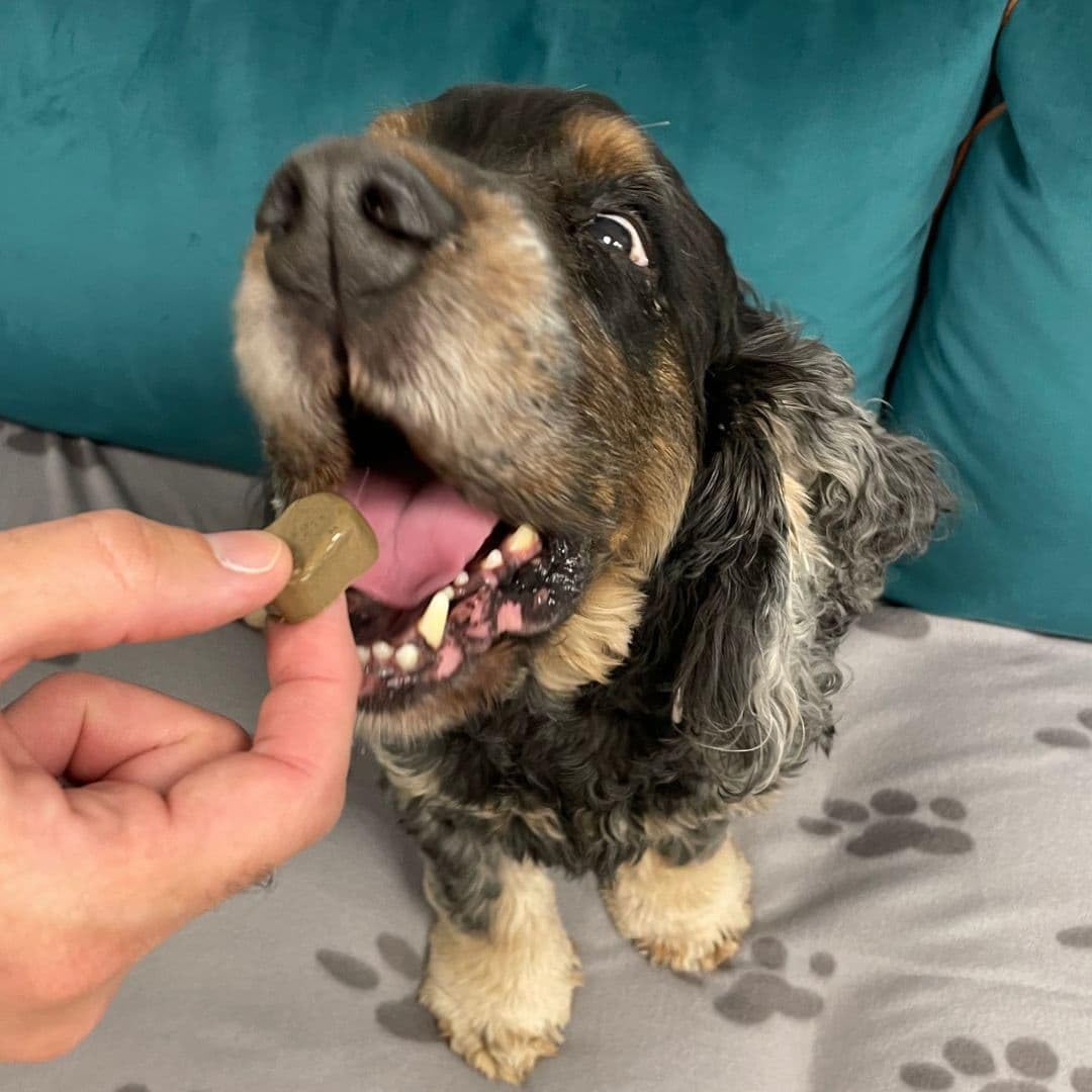 bouchées verzen chien
