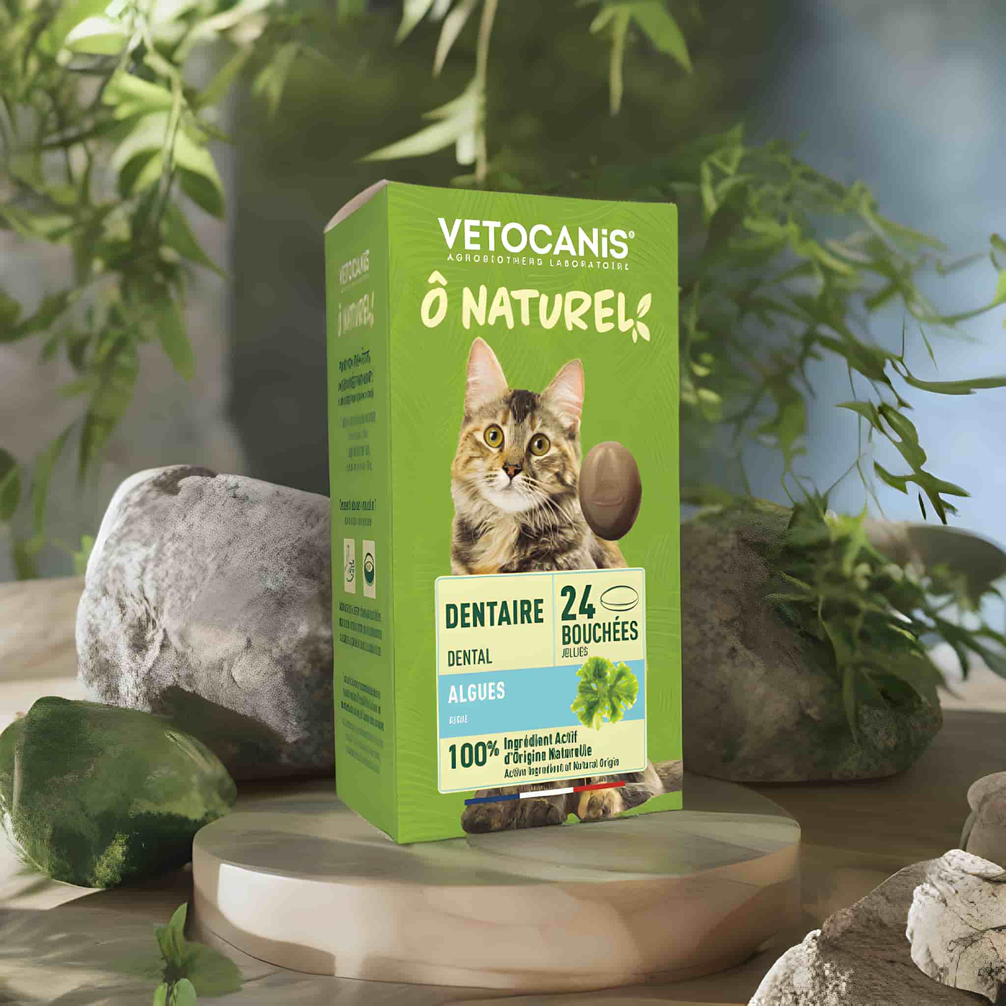 Traitement Chat Sida du chat (FIV) : symptômes, traitement, prévention – Vetocanis