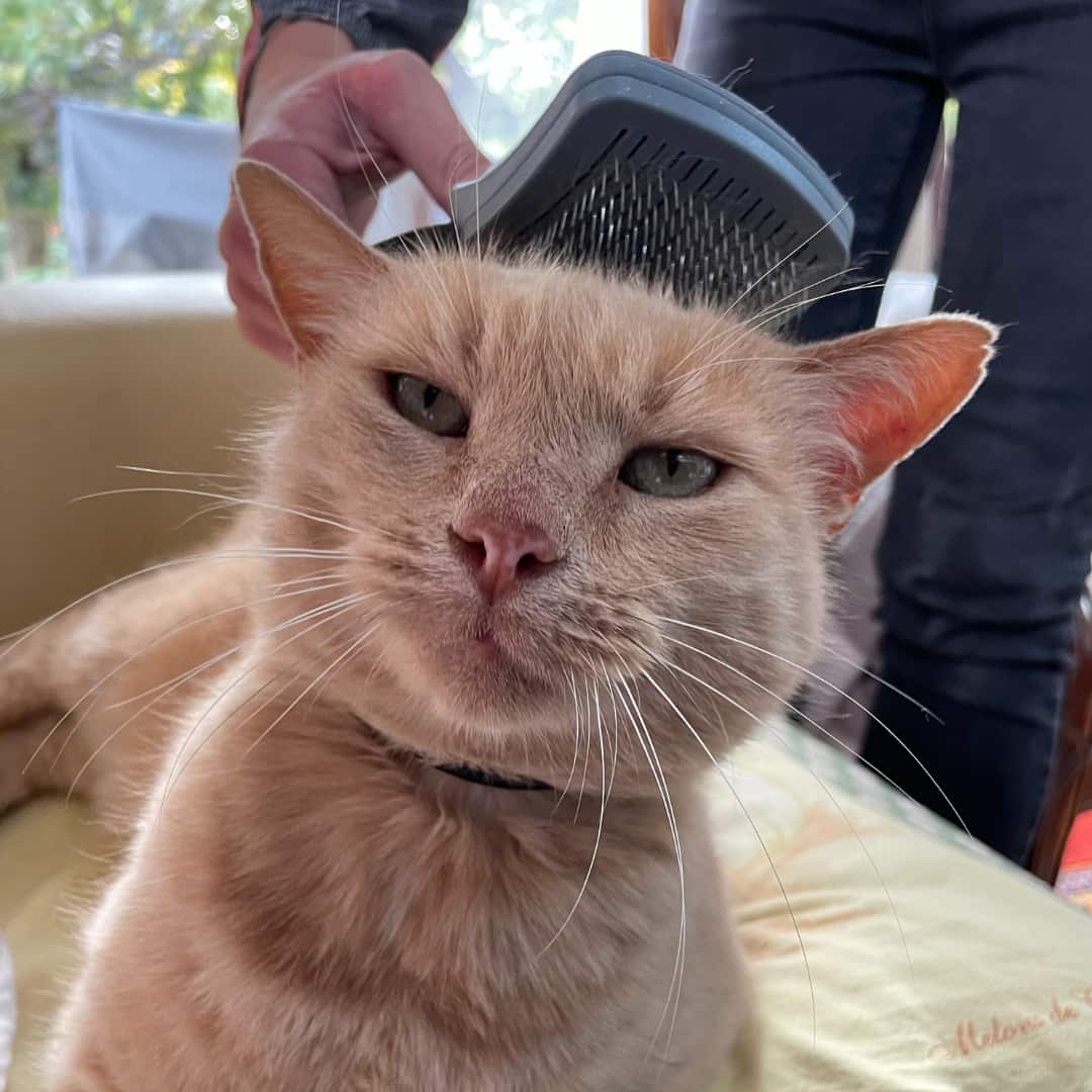 brosse carde rétractable chat Vetocanis