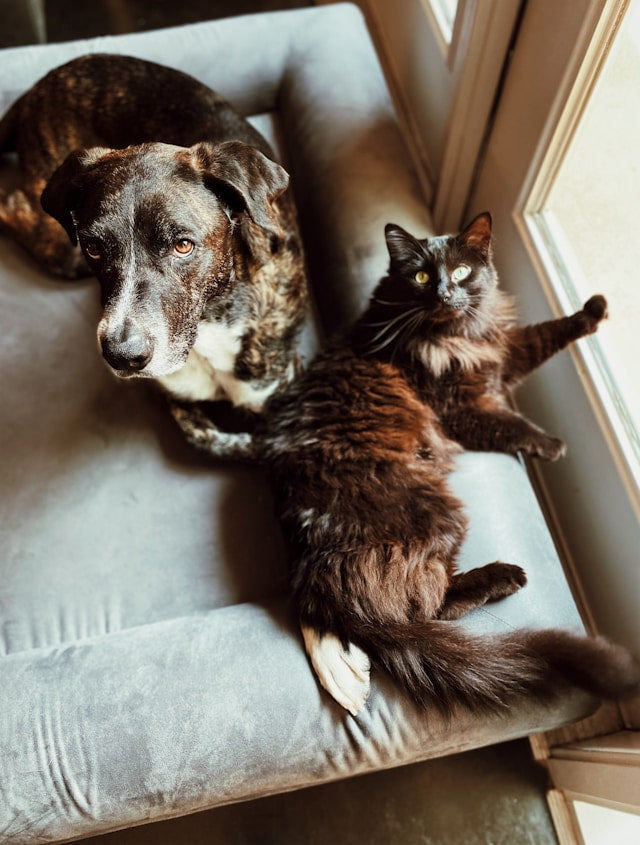 La dermatite par allergie aux piqures de puces ou DAPP chez le chat ...