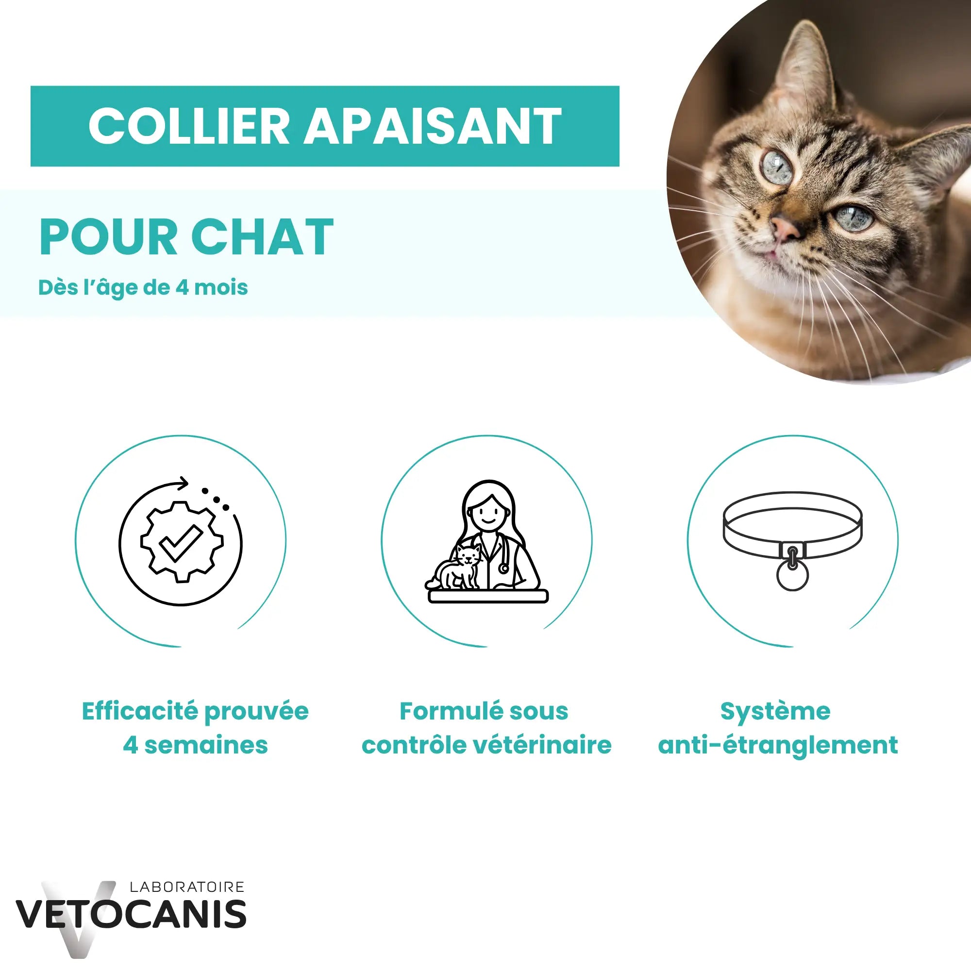collier apaisant chat
