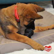 jouet occupation chien cronos pepper