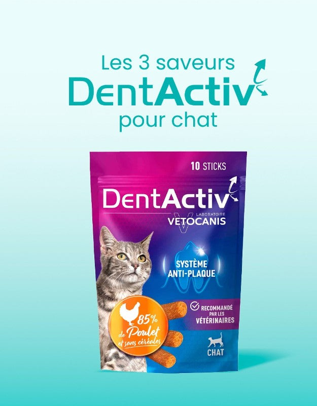 Dentactiv Chat