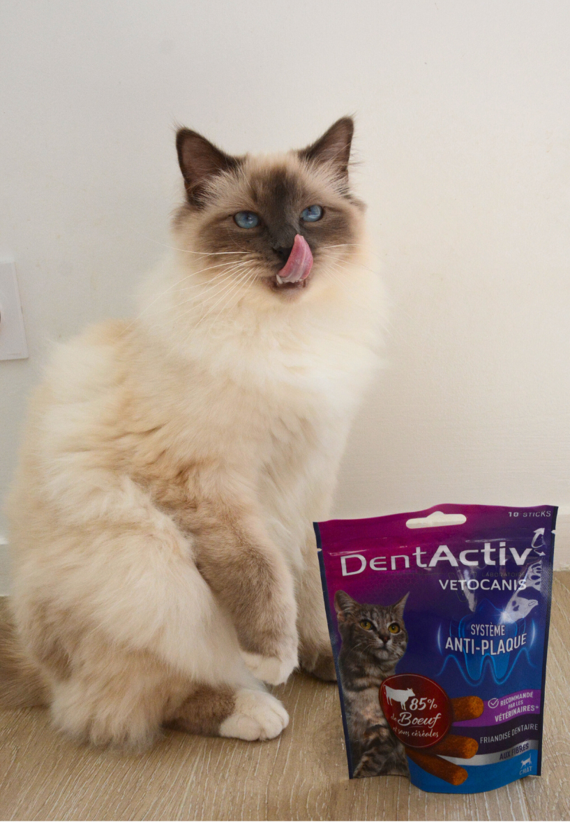 La dermatite par allergie aux piqures de puces ou DAPP chez le chat ...
