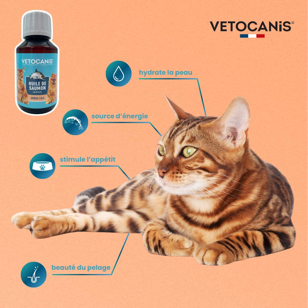 bénéfices huile de saumon chat