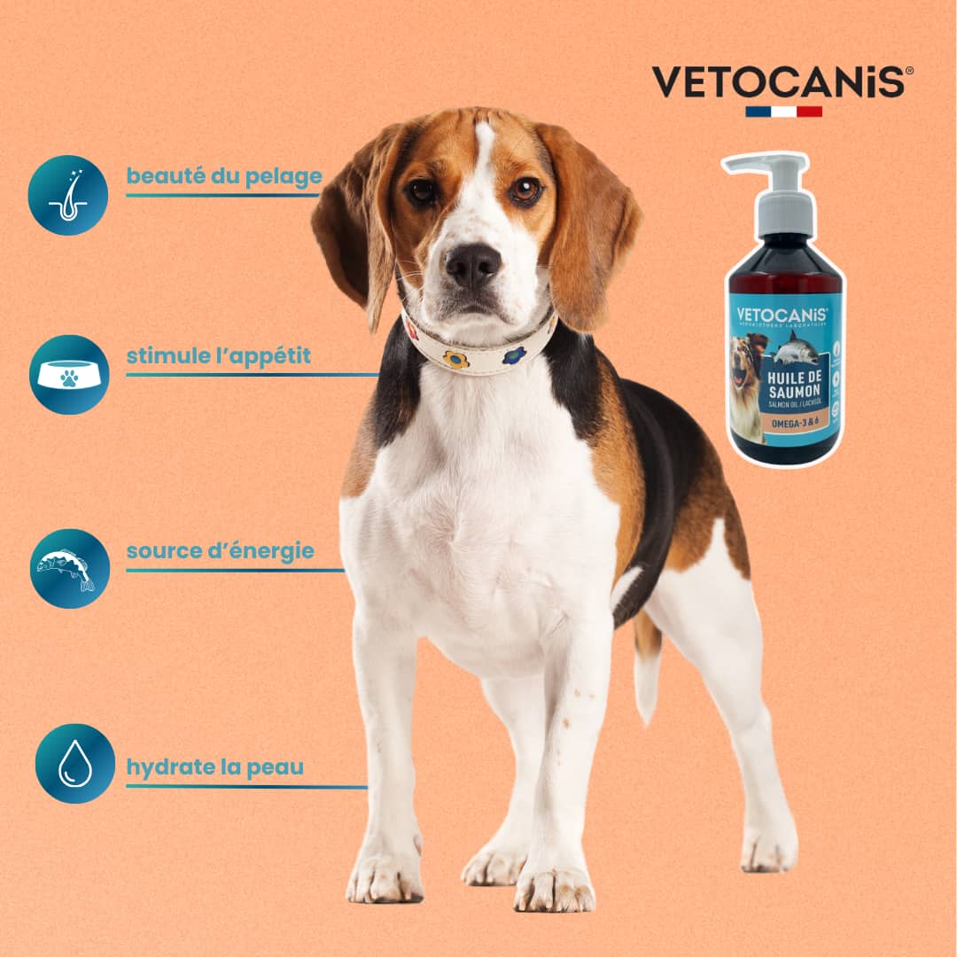 bénéfices huile de saumon chien