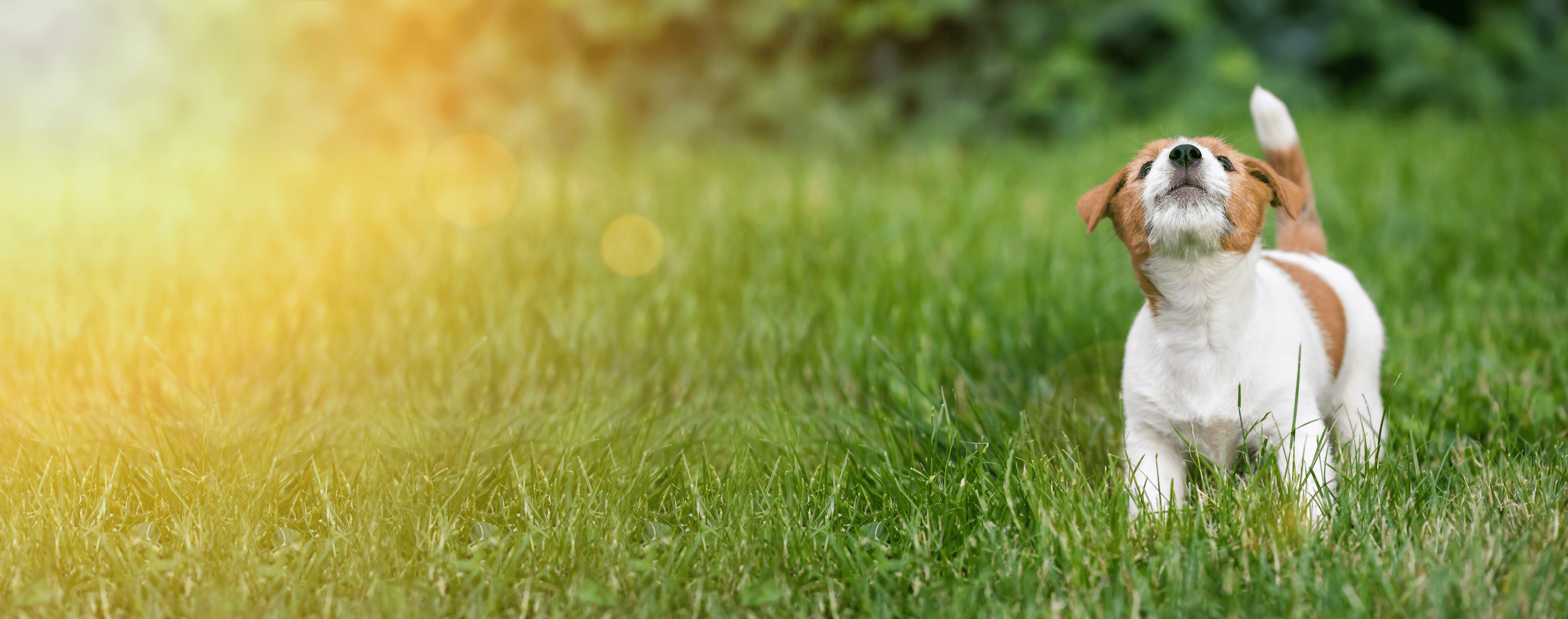 image_site_Agro_RSE_1_09f19ddd-64e2-4b88-9fa7-44ddea986fa0.png