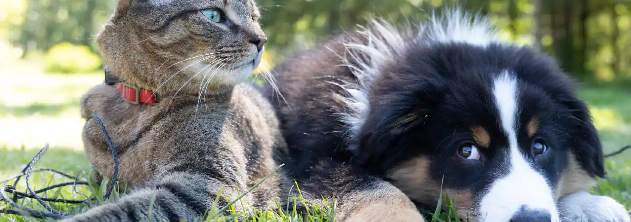chien et chat dans l'herbe