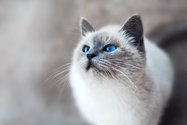 mikhail-vasilyev-IFxjDdqK_0U-unsplash_d79164d6-3550-4588-b755-cd3fb0e1bbfd.jpg