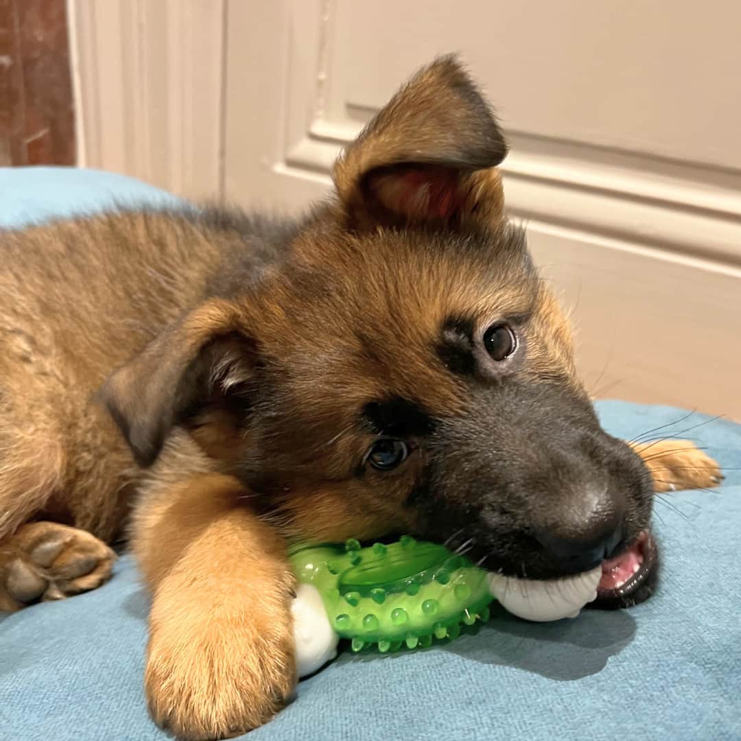 os dentaire pour petit chien