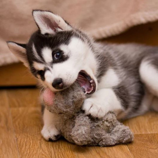 nouveaux propriétaires chiens kits bienvenue