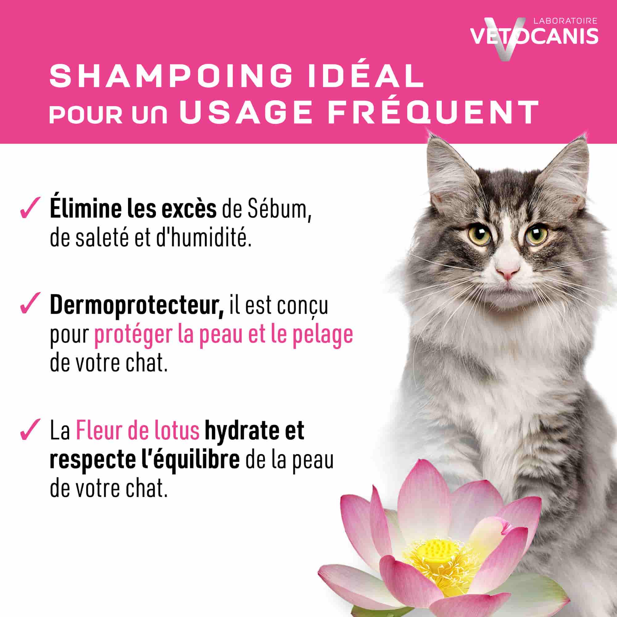 shampoing sec pour chat chaton bienfaits