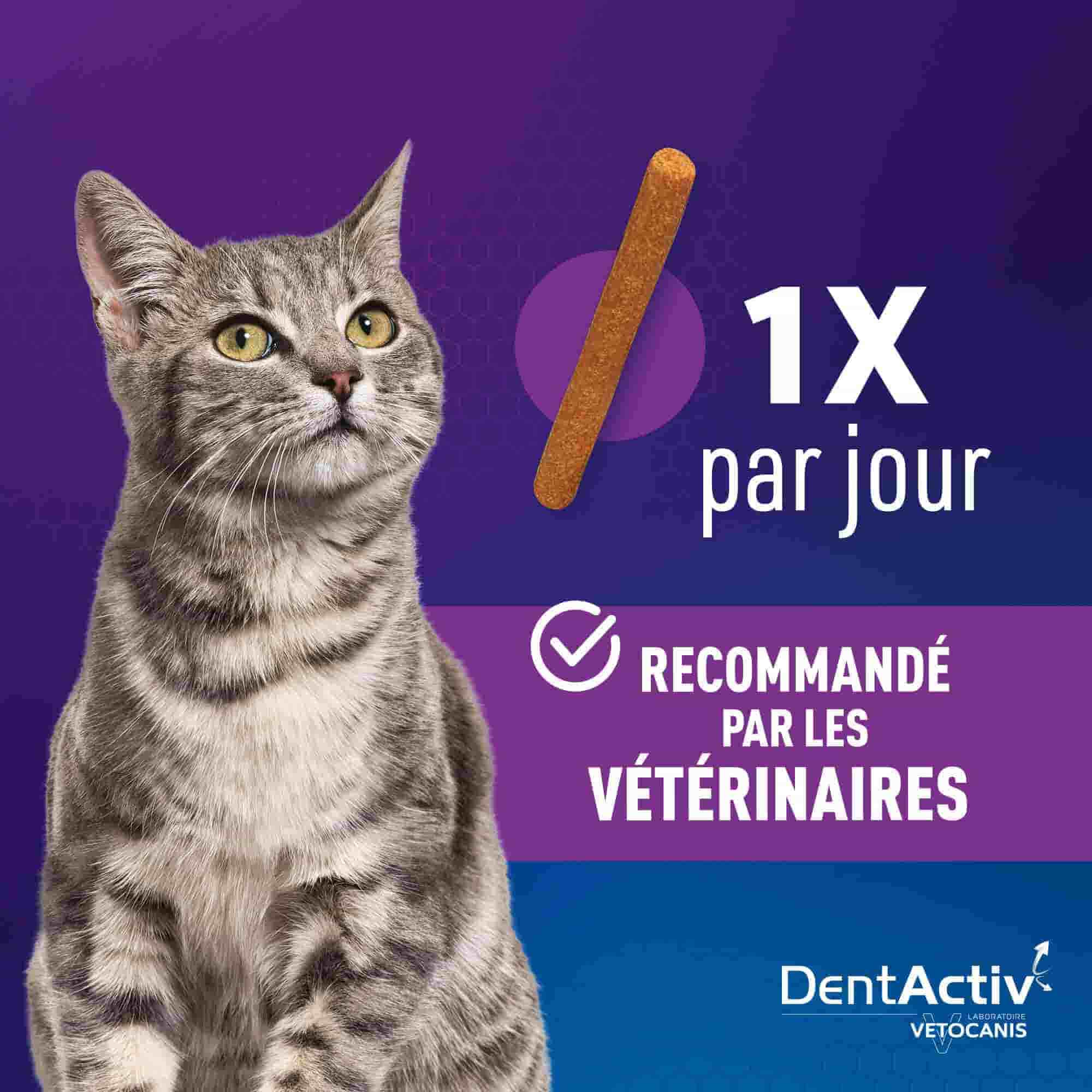 friandise dentaire chat 1x par jour