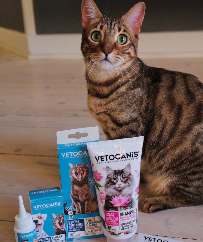 Katt med Vetocanis schampo med lotusblomma