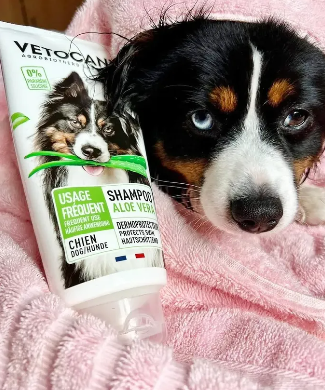 Hund med Vetocanis schampo med aloe vera
