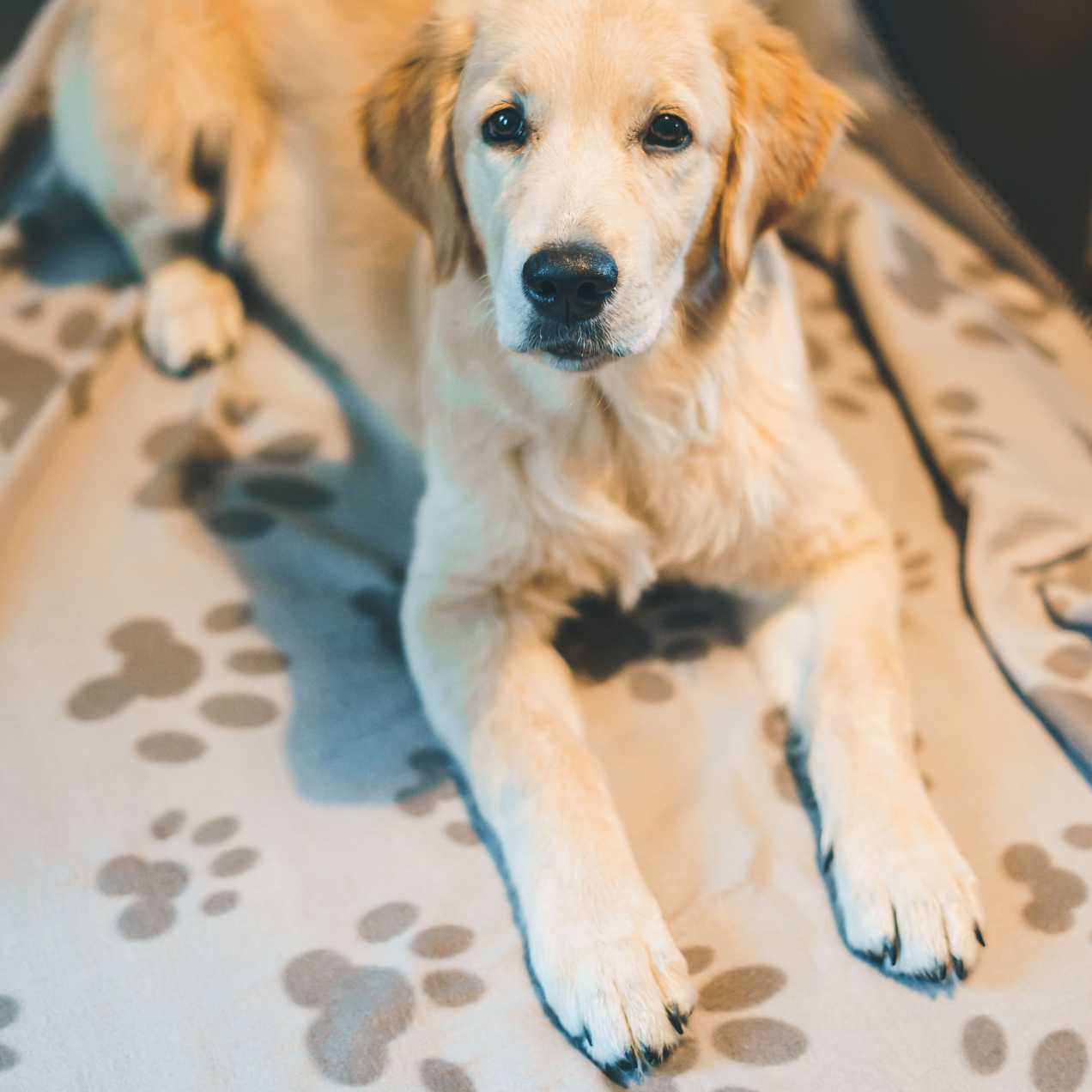 chien sur le plaid