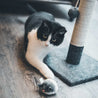 chat joue souris